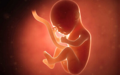 Embryo