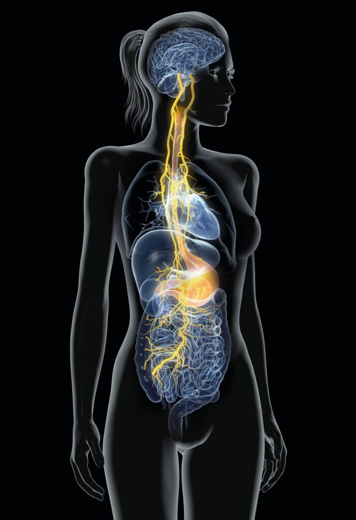 Functional Anatomy of the Vagus System with Prof. Dr. Winfried Neuhuber