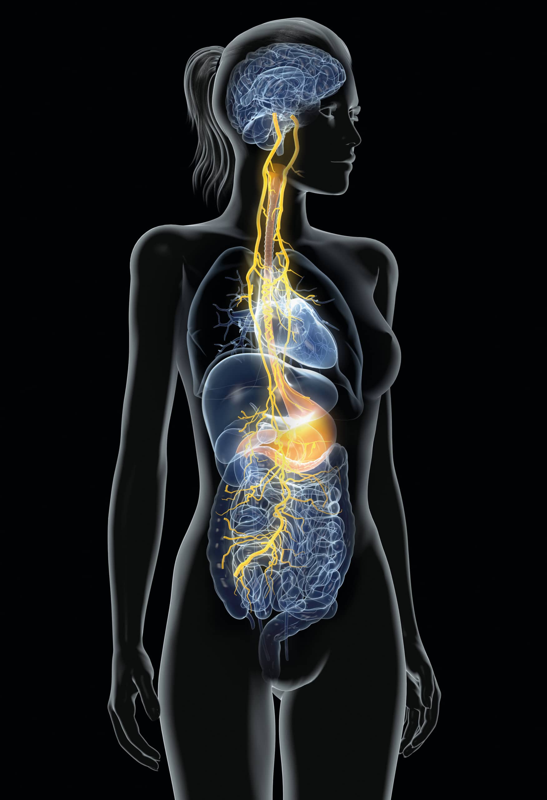 Functional Anatomy of the Vagus System with Prof. Dr. Winfried Neuhuber