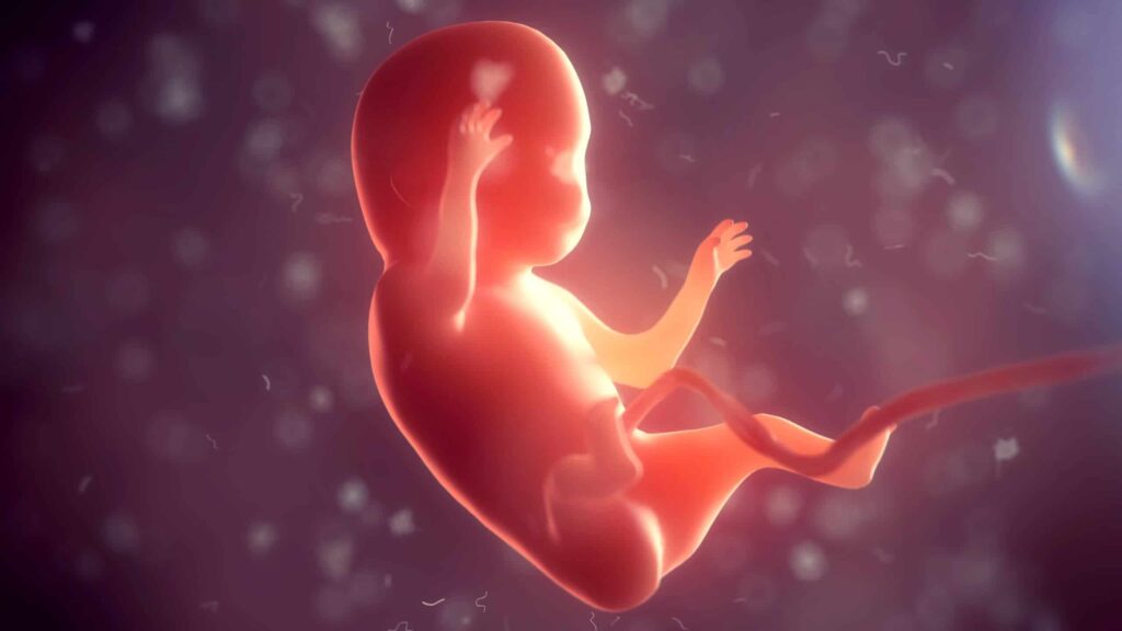 De cursus Embryo in beweging van Jaap van der Wal MD PhD gaat online door!