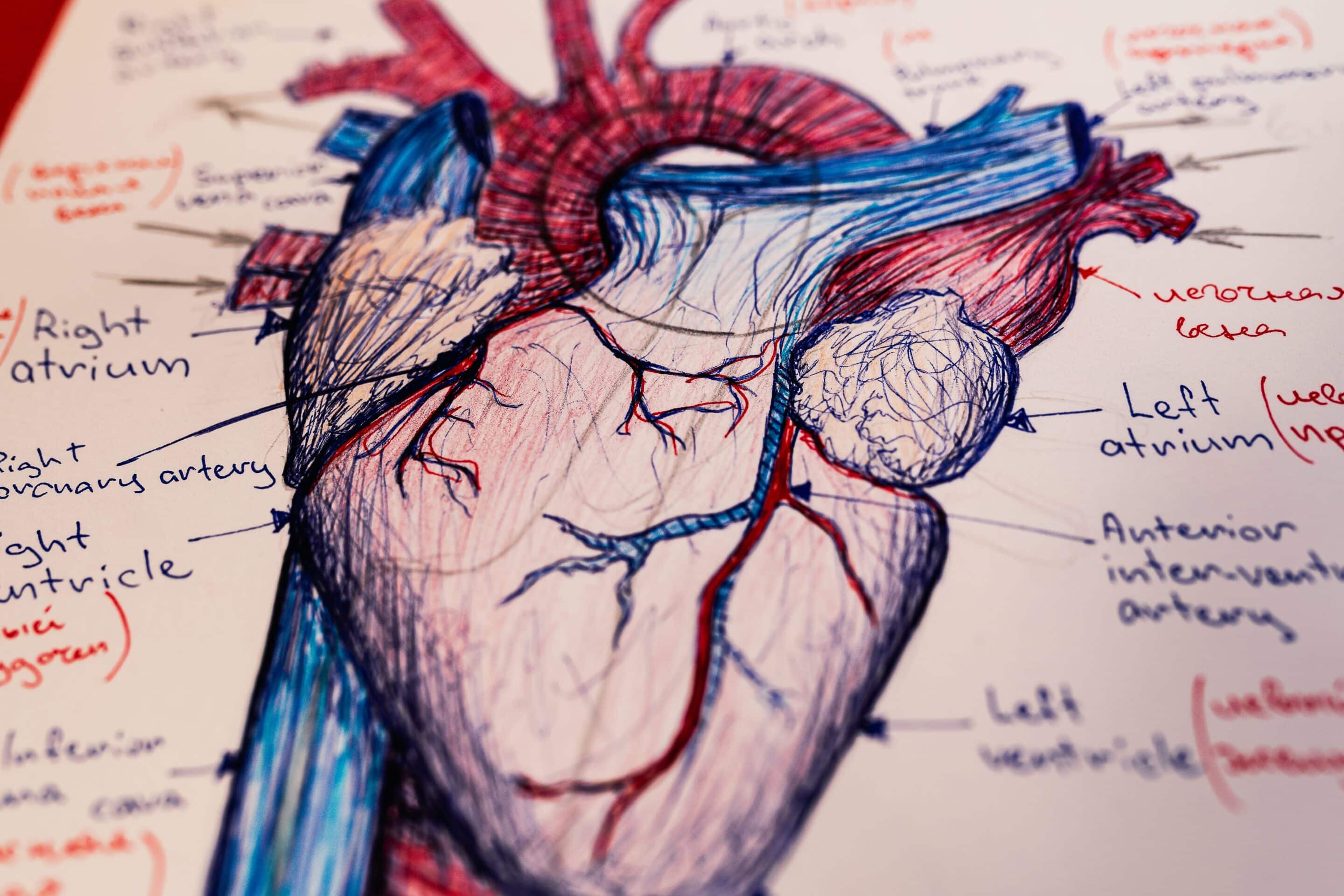 Nieuw! Het Arteriële Systeem in de Osteopathie – Heers en verdeel | Praktische toepassing in osteopathie | Jo Buekens DO | 15 t/m 18 maart ’23