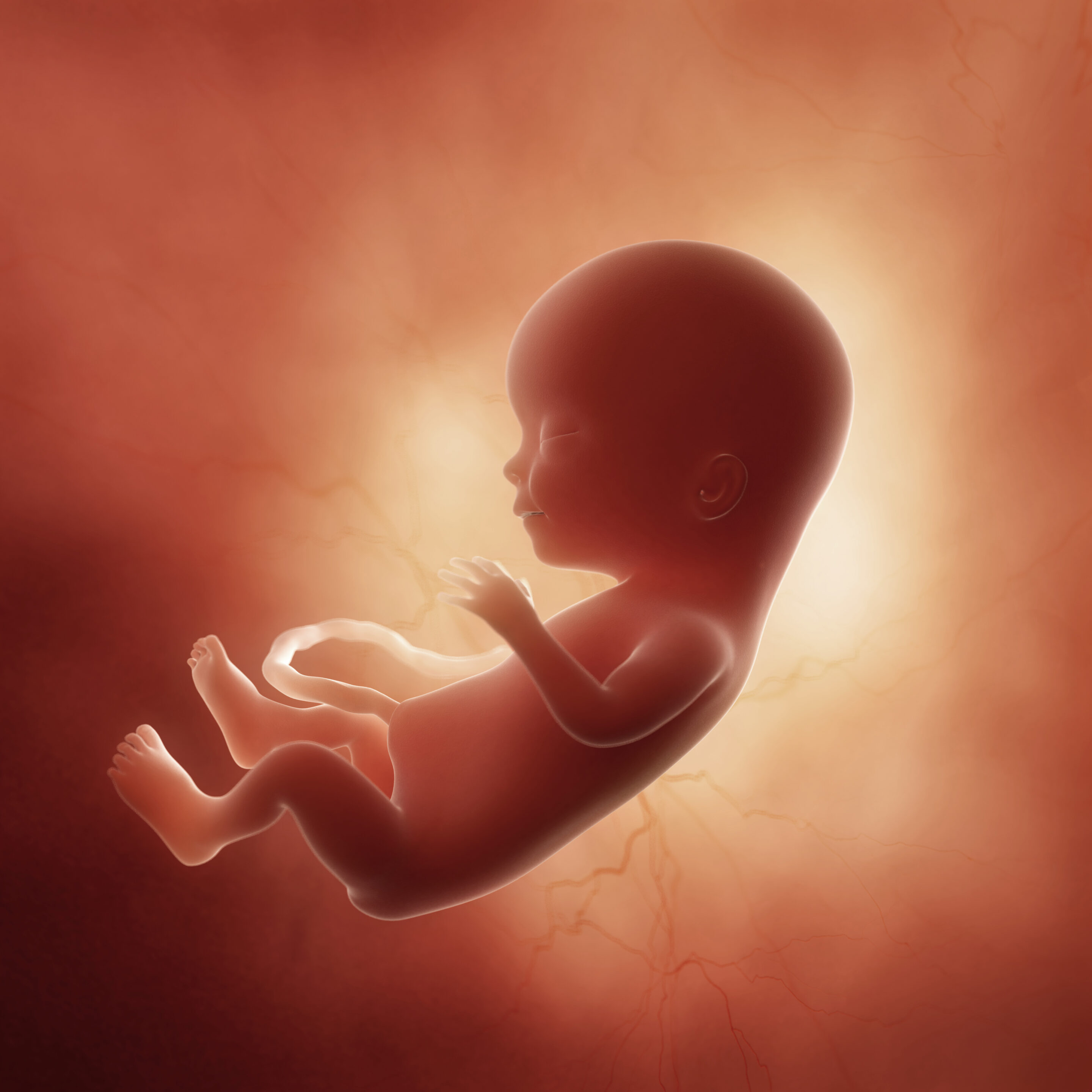 Uitgelichte cursus! Het Embryo in Ons – De Mens als Embryo met Jaap van der Wal MD