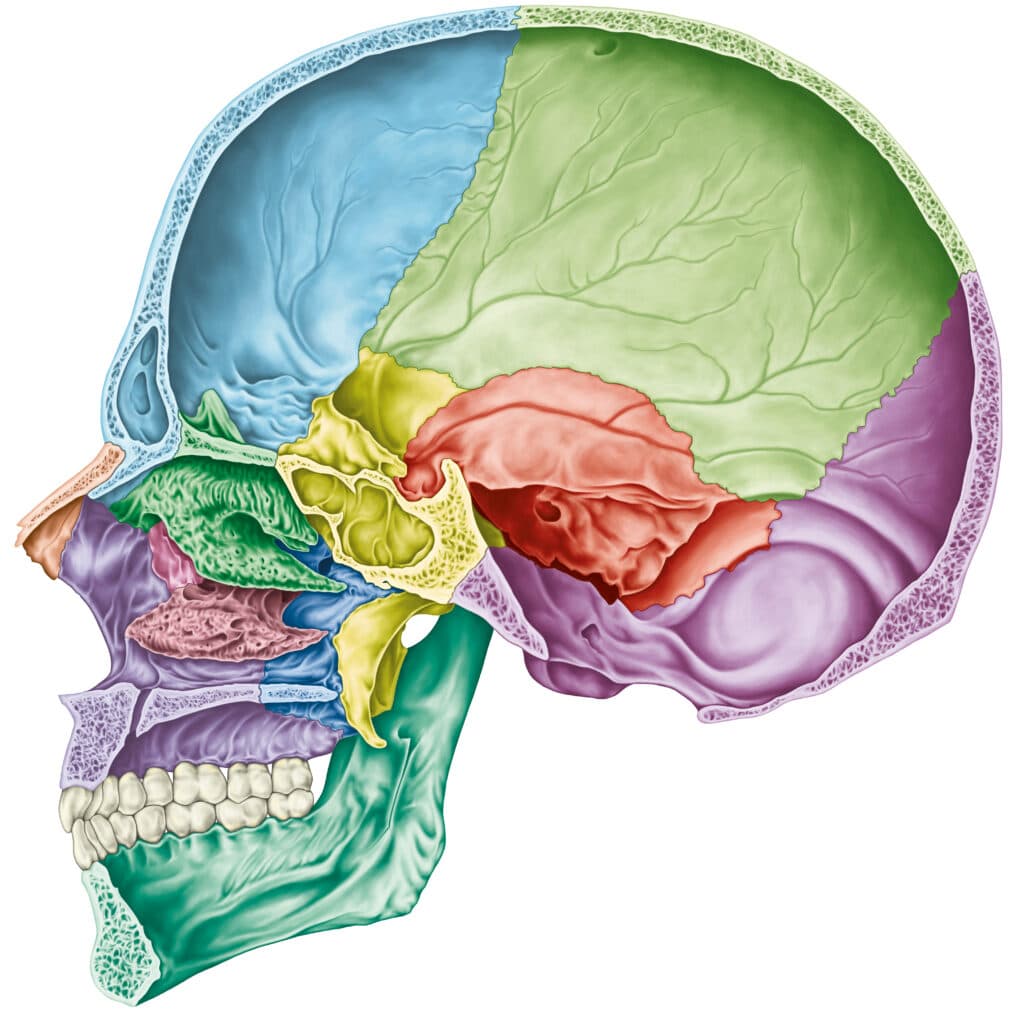 Neural Manipulation with Alain Croibier D.O.
