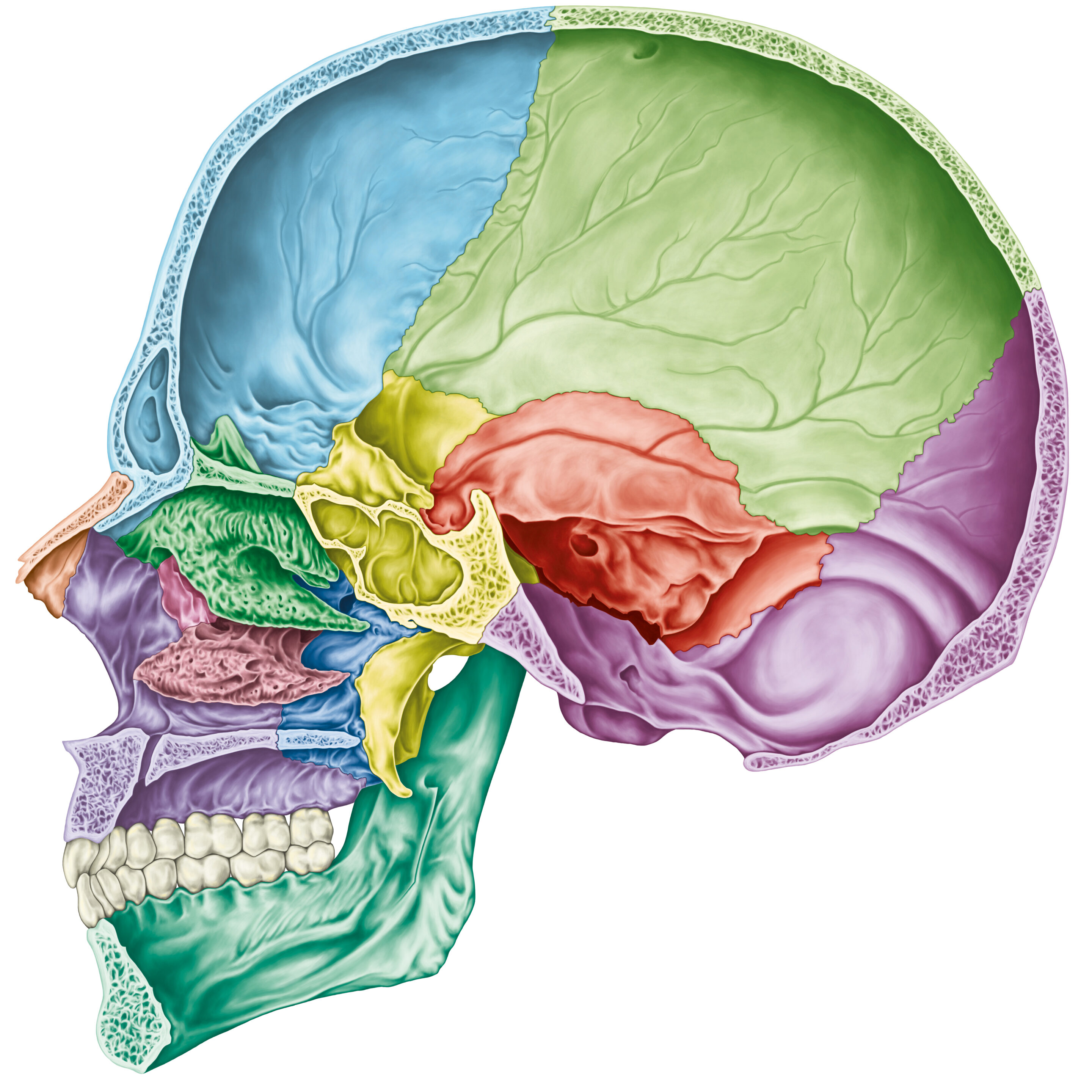 👉 New! Neural Manipulation with Alain Croibier D.O.