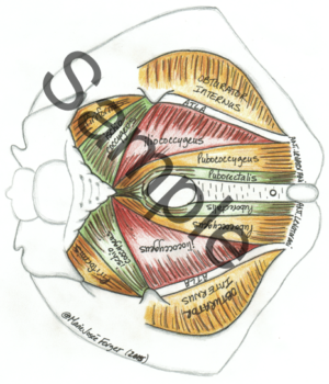 Mannelijk bekkenmodel